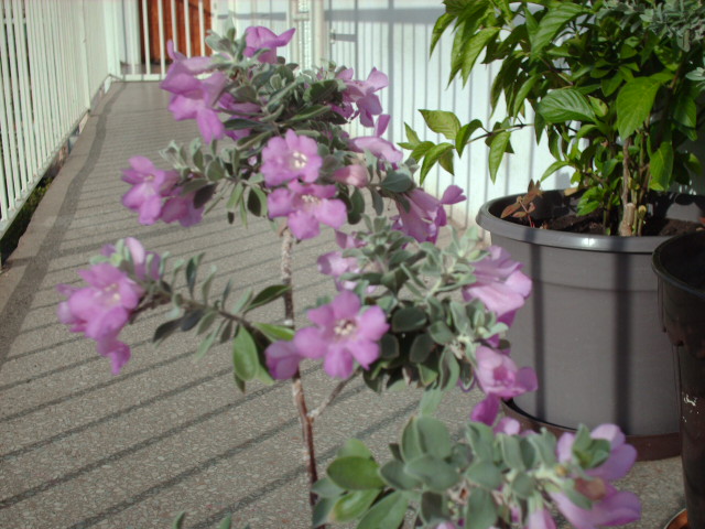 HPIM0109.JPG