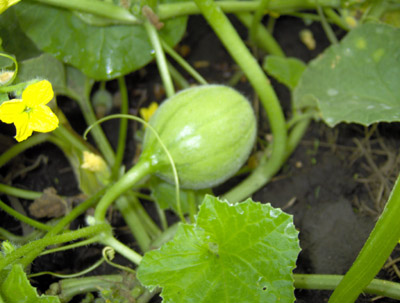 HPIM0139p.jpg