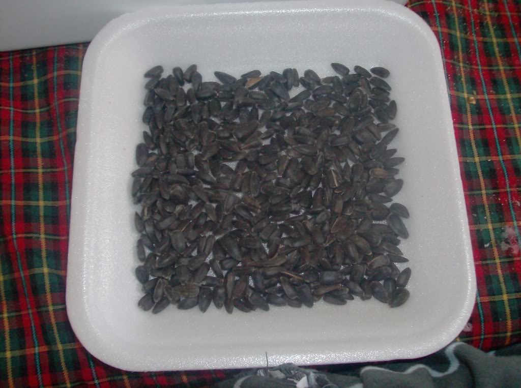 HPIM0153.jpg