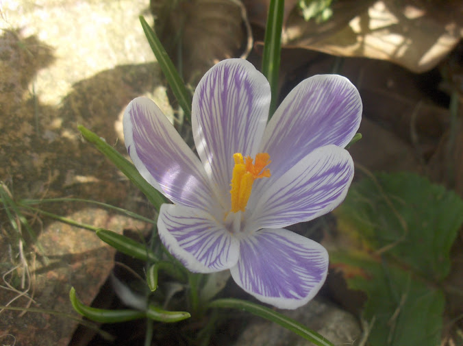HPIM0295.JPG