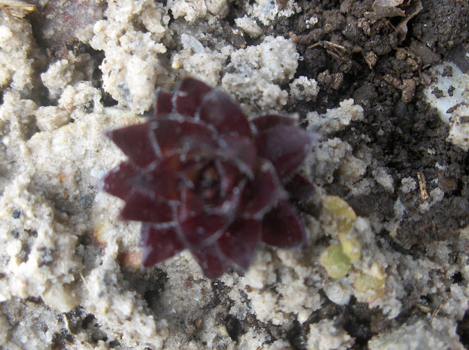 HPIM0394.JPG