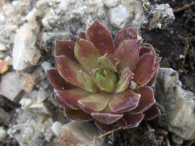 HPIM0397.JPG