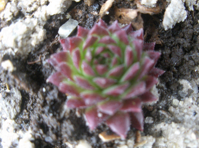 HPIM0399.JPG