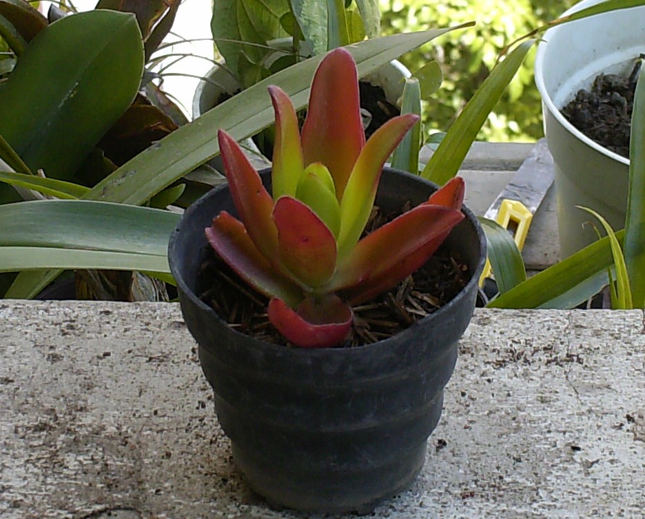 hpim0435.jpg