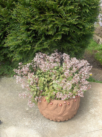 HPIM0490.JPG