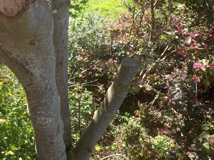 HPIM0541.JPG
