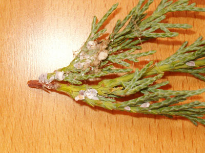 HPIM0659.jpg