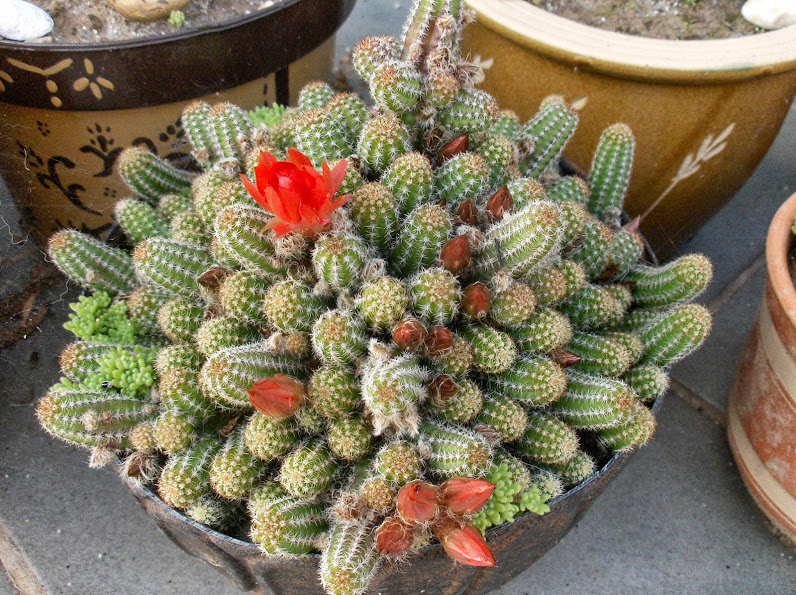 HPIM0681.JPG