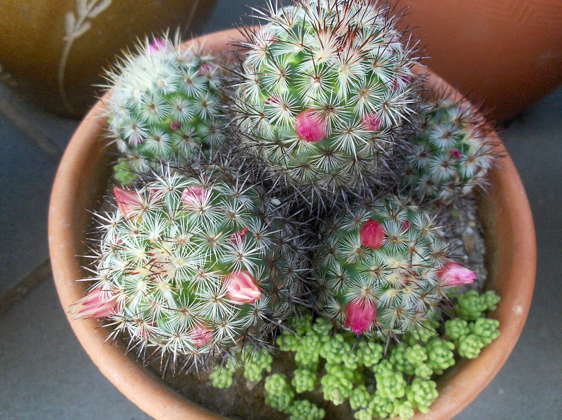HPIM0683.JPG