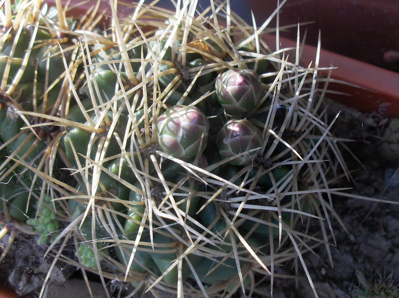 HPIM0685.JPG