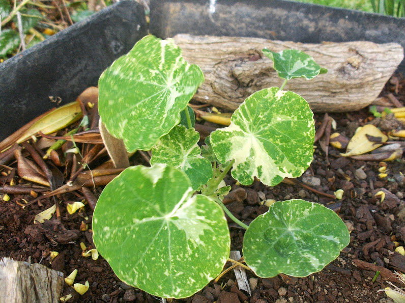 HPIM0687.JPG