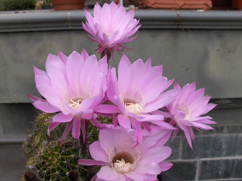 HPIM0706.JPG
