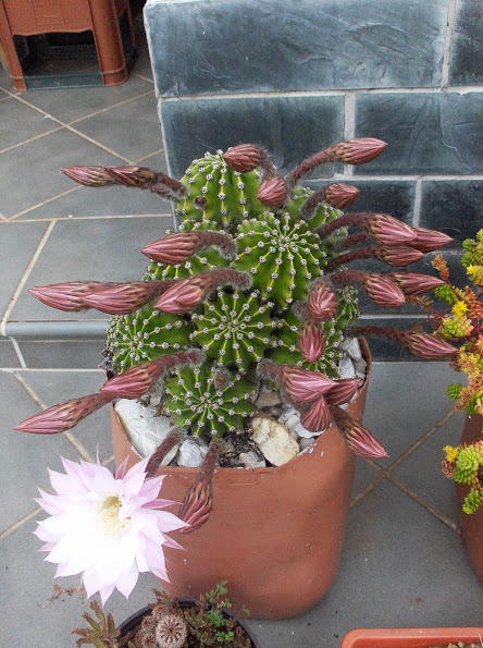 HPIM0710.JPG