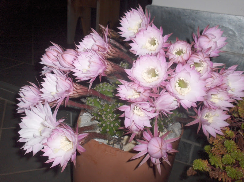 HPIM0749.JPG