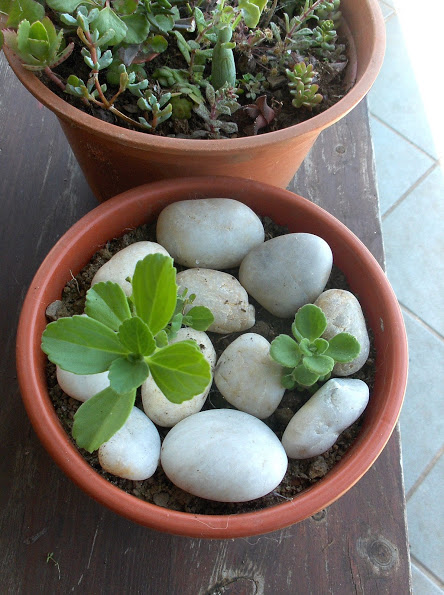 HPIM0779.JPG