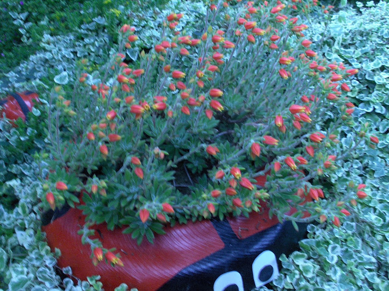 HPIM0849.JPG