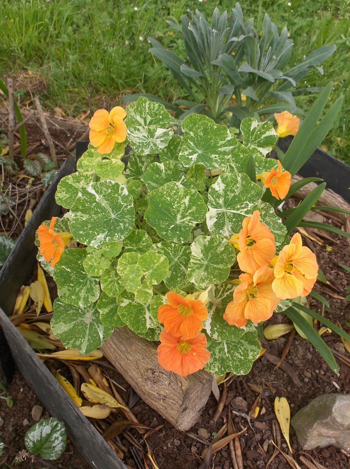 HPIM0855.JPG