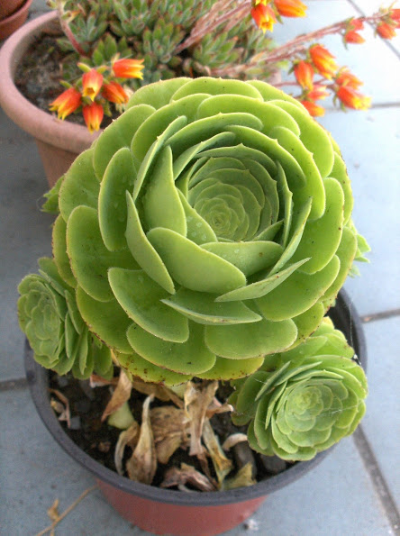 HPIM0897.JPG