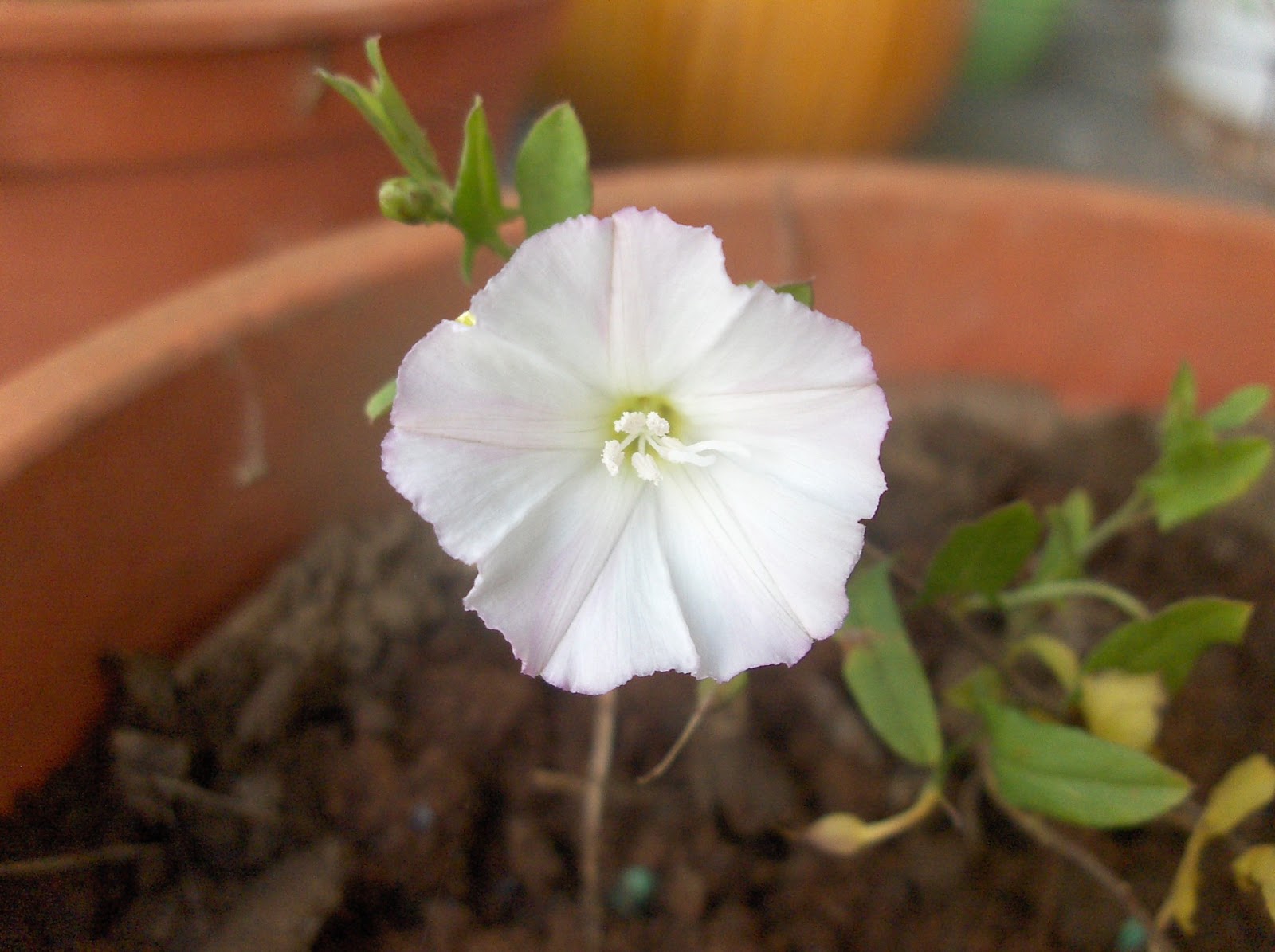 HPIM0907.JPG