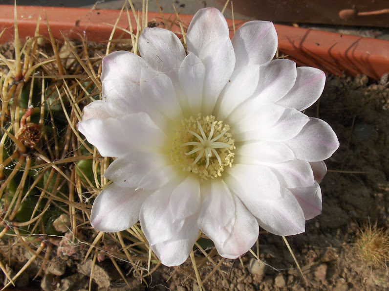 HPIM0953.JPG