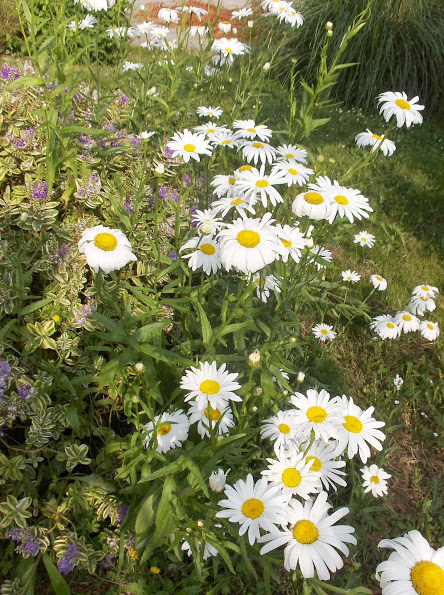 HPIM0956.JPG
