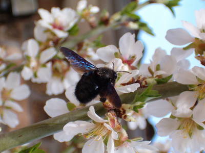 Hpim0959.jpg