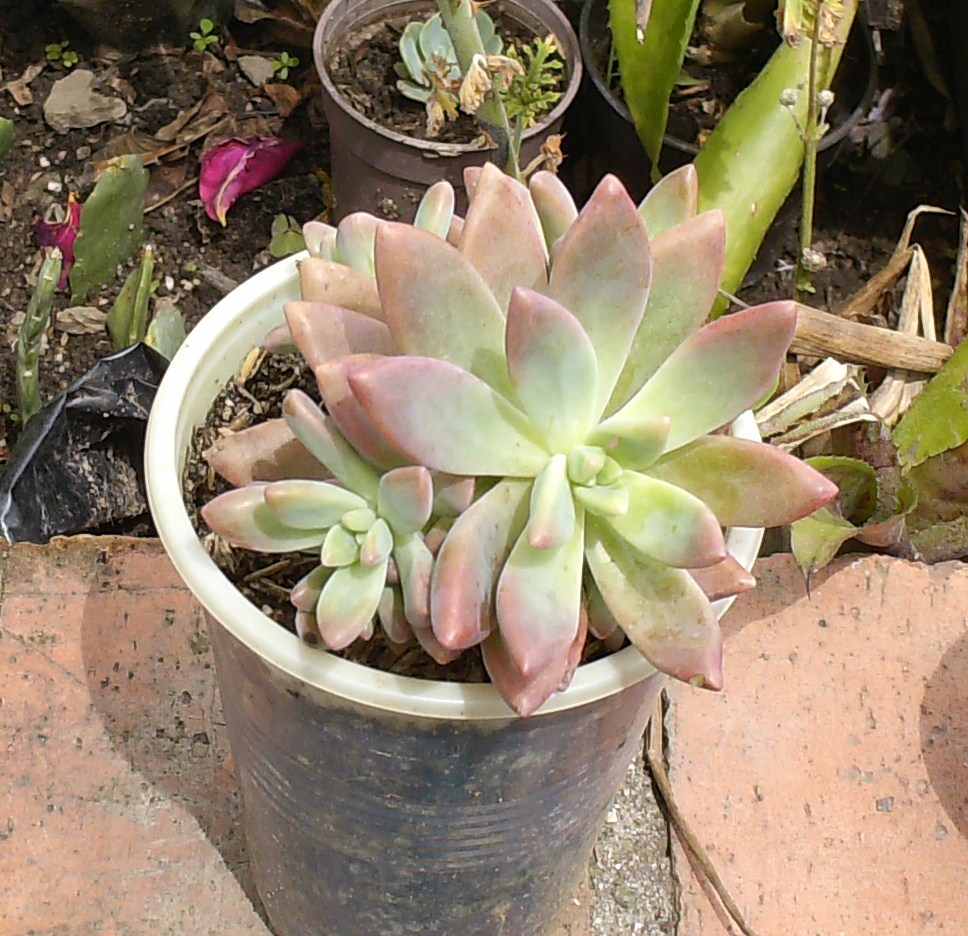 hpim2145-copia.jpg
