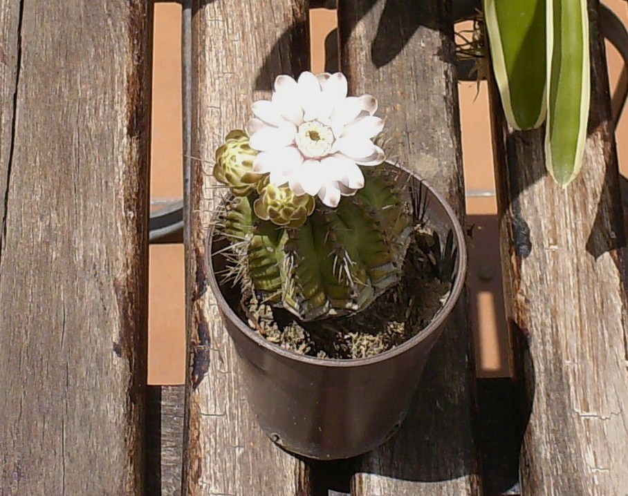 hpim2328.jpg