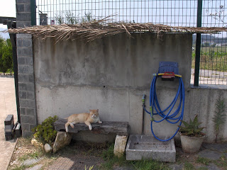 HPIM3729.JPG