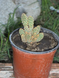 HPIM5751-1.jpg