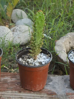 HPIM5753-1.jpg