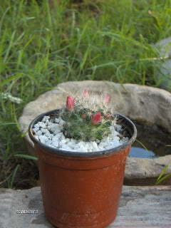 HPIM5754-1.jpg