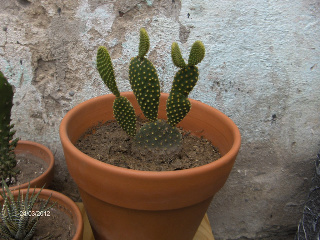 HPIM5879-1.jpg