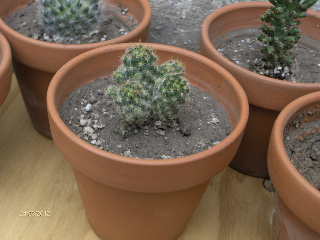HPIM5880-1.jpg