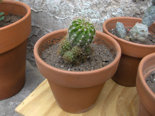 HPIM5890-1.jpg