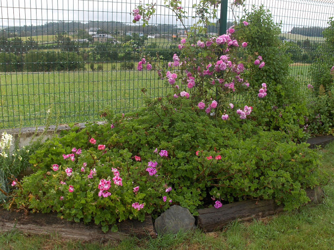 HPIM8111.JPG