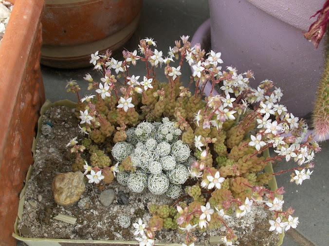 HPIM8159.JPG