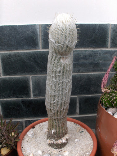 HPIM8326.JPG