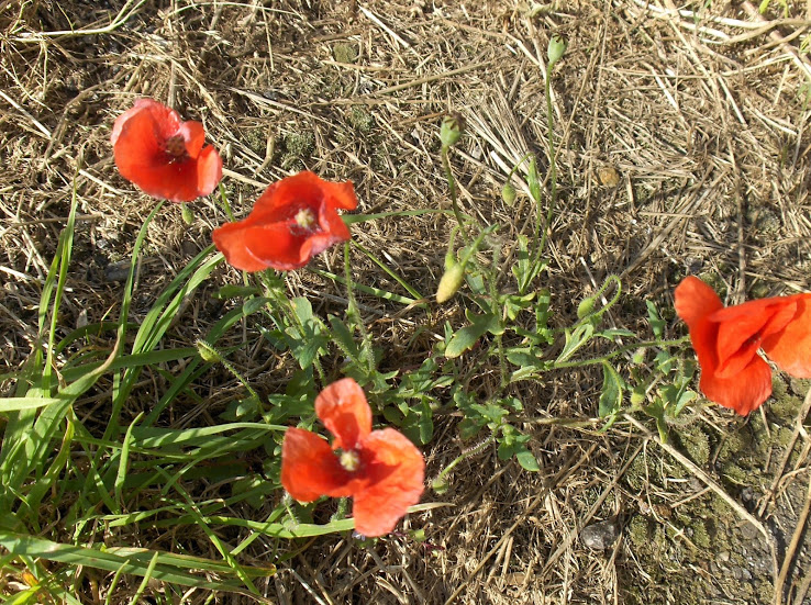 HPIM8382.JPG
