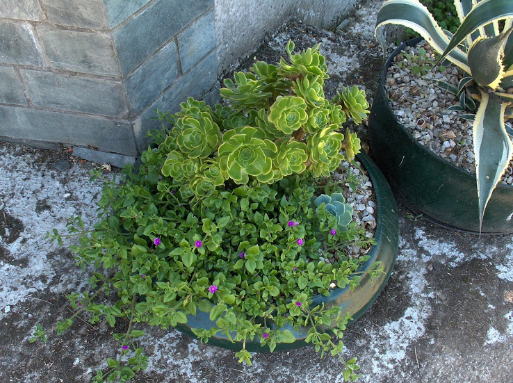 HPIM8548.JPG