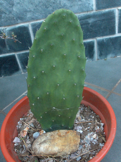 HPIM8738.JPG