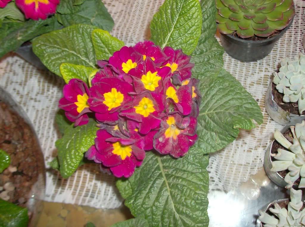 HPIM8746.jpg