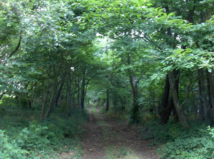 HPIM8785.JPG