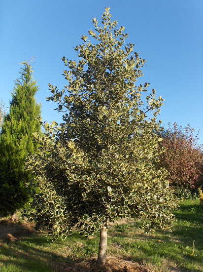 HPIM9442.JPG