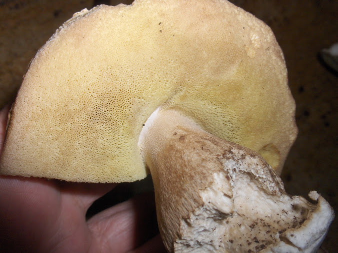 HPIM9501.JPG