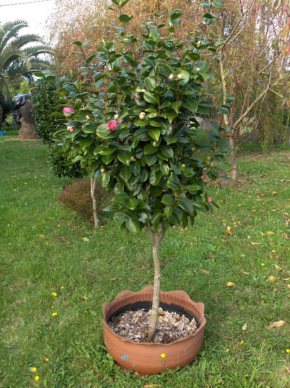 HPIM9535.JPG