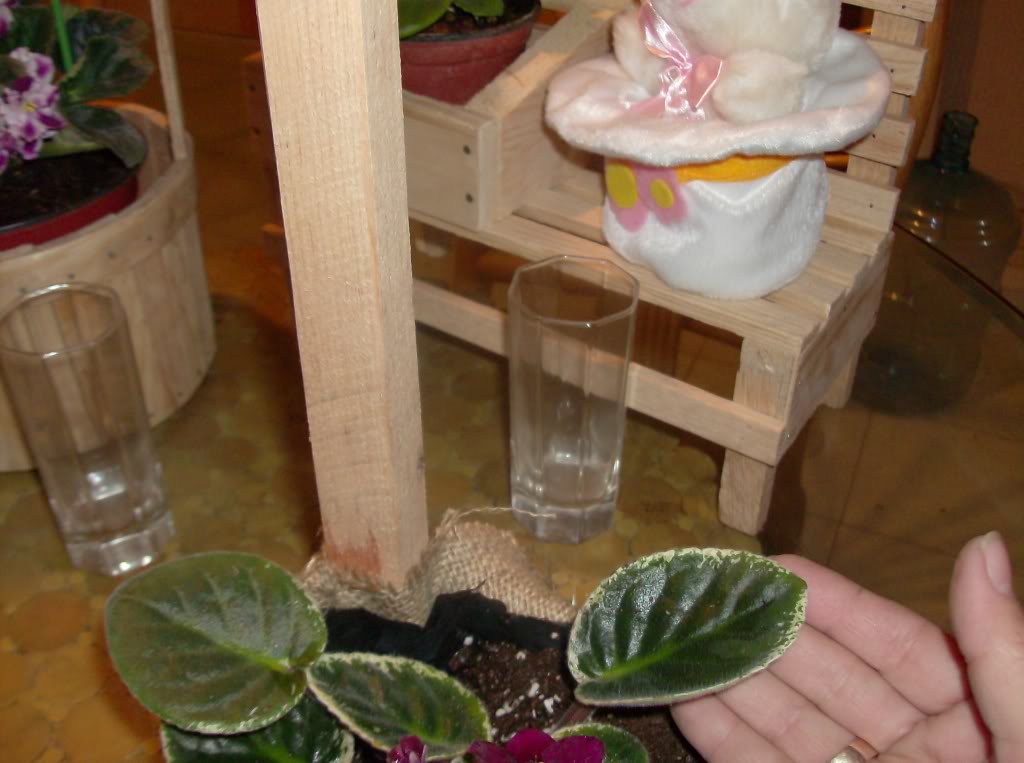 HPIM9538.jpg