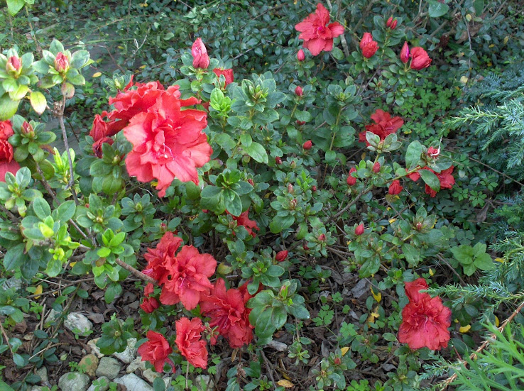 HPIM9585.JPG