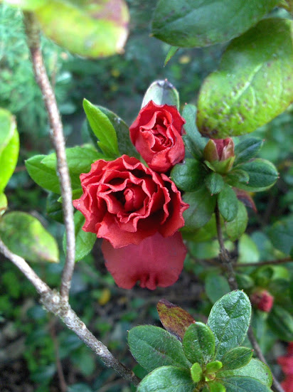 HPIM9587.JPG
