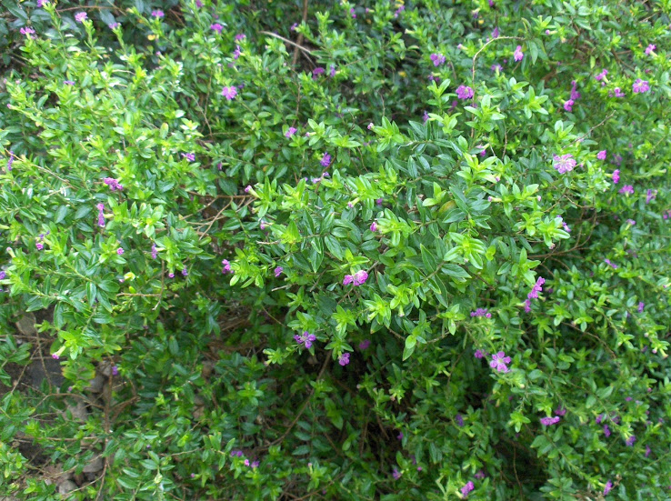 HPIM9590.JPG
